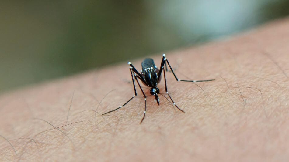 Our Trail-Tested Insect Repellent Clothing: Real-World Results